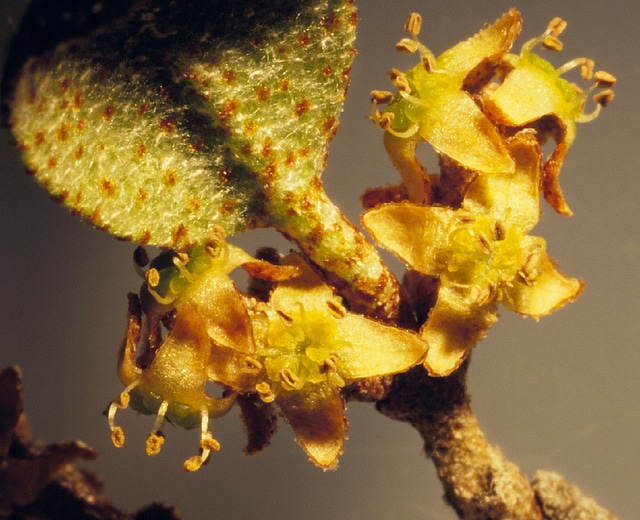 Shepherdia canadensis