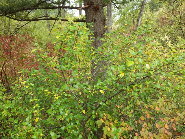 Shepherdia canadensis