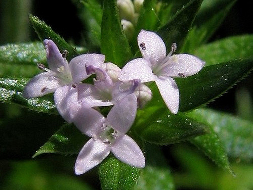 Rubéole (Sherardia arvensis)