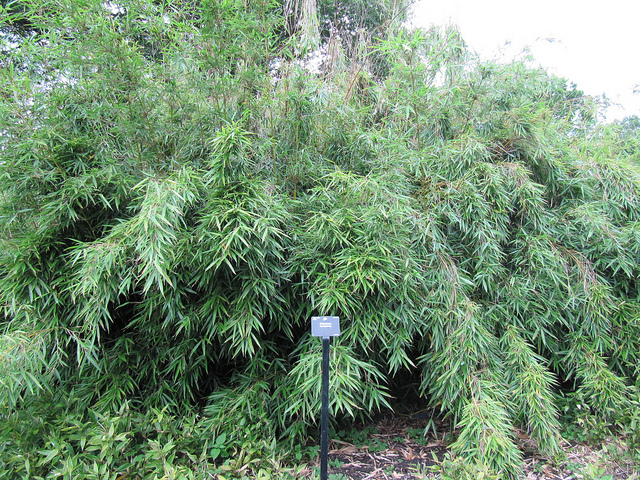 Bambou à feuilles de ruscus (Shibataea kumasasa)