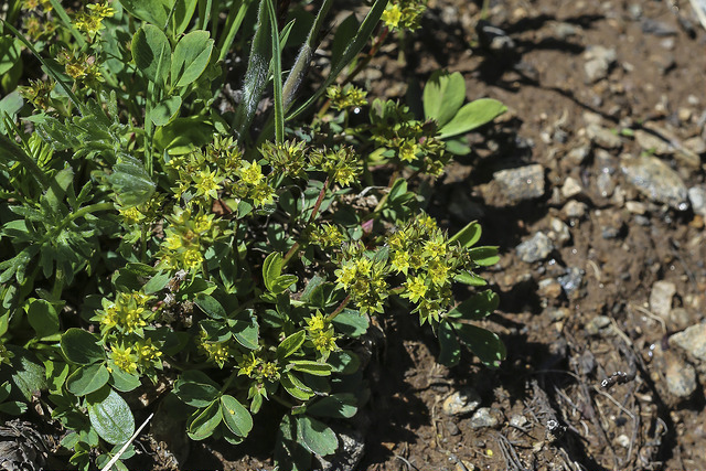 Sibbaldie couchée (Sibbaldia procumbens)