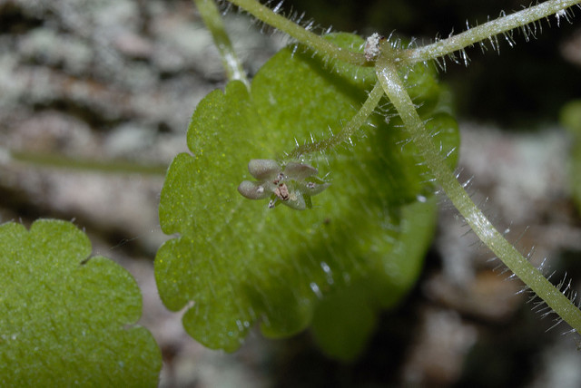 Sibthorpie (Sibthorpia europaea)