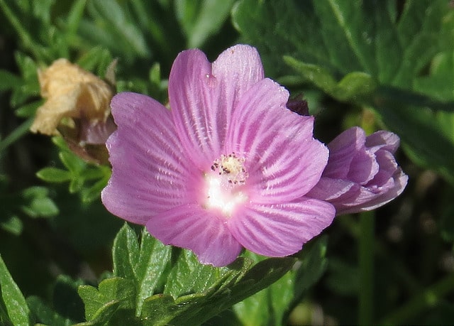 Mauve de la prairie