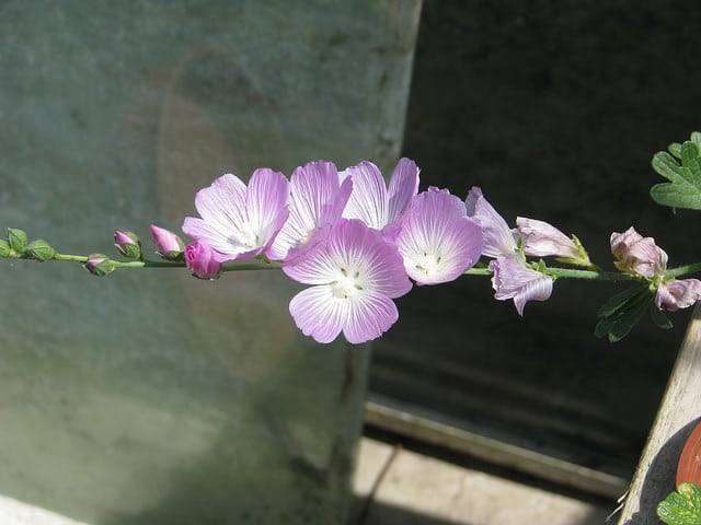 Mauve de la prairie