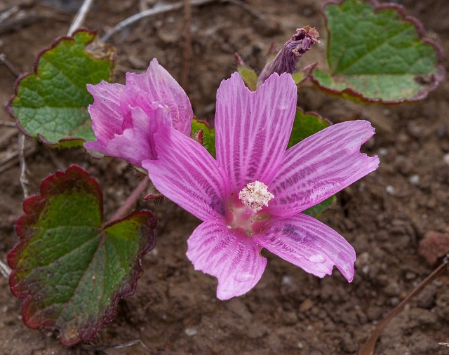 Mauve de la prairie