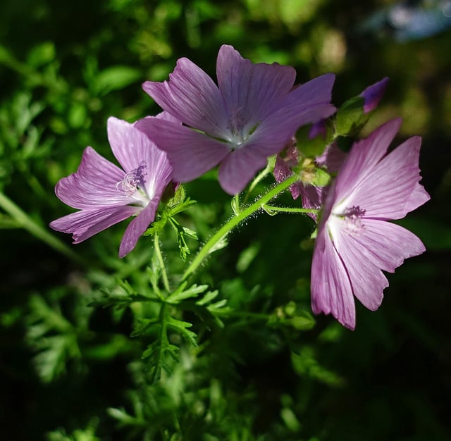 Mauve de la prairie