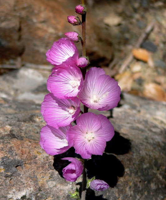 Mauve de la prairie