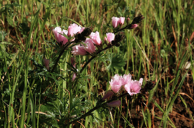 Mauve de la prairie (Sidalcea malviflora)