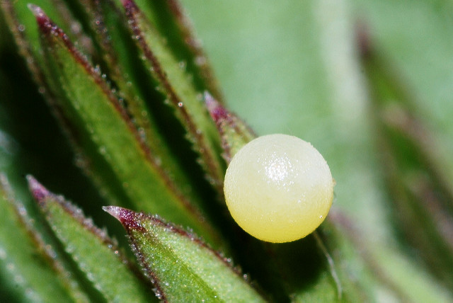 Cumin des prés (Silaum silaus)
