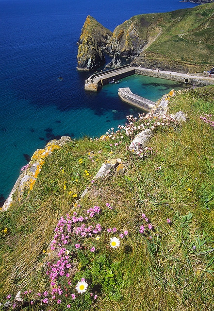 Silène arméria (Silene armeria)
