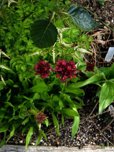 Silene asterias