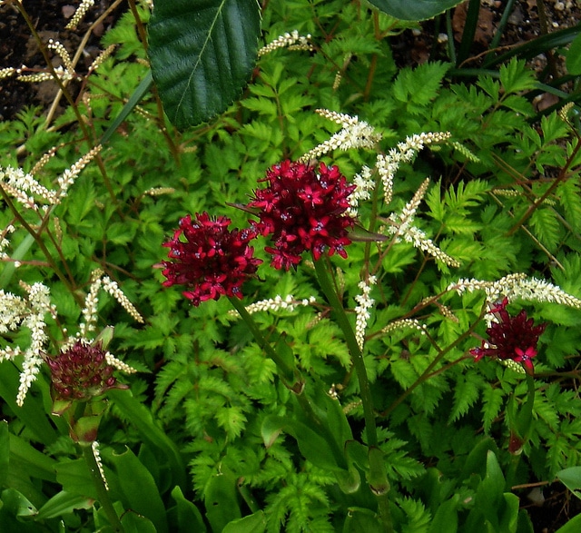 Silene asterias