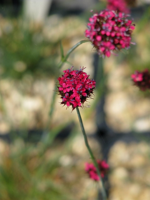 Silene asterias