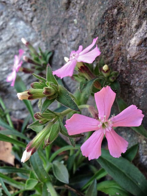 Silene caroliniana (Silene caroliniana)
