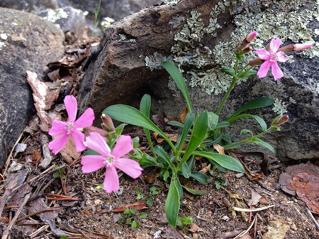 Silene caroliniana
