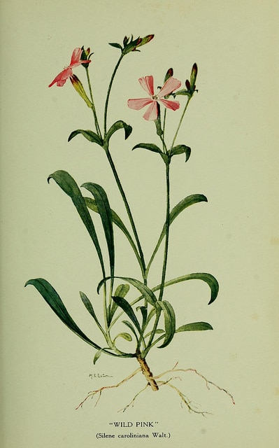 Silene caroliniana