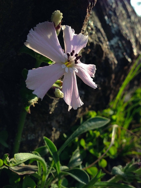 Silene caroliniana