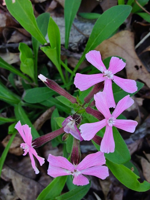 Silene caroliniana