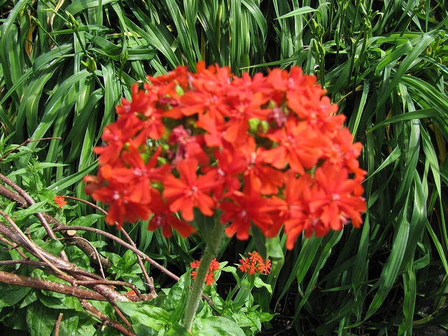 Croix de jérusalem (Silene chalcedonica)