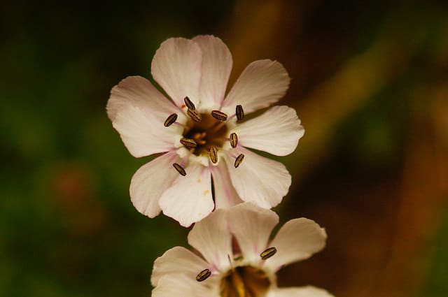 Silene compacta
