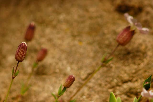 Silene compacta