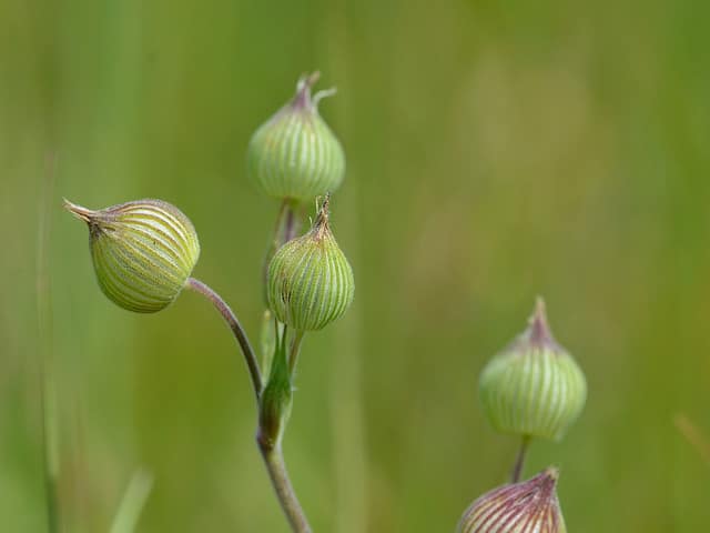 Silène conique (Silene conica)