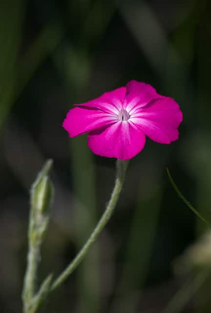 Coquelourde des jardins (Silene coronaria)