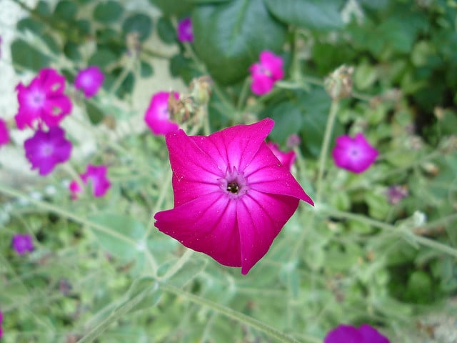 Coquelourde des jardins