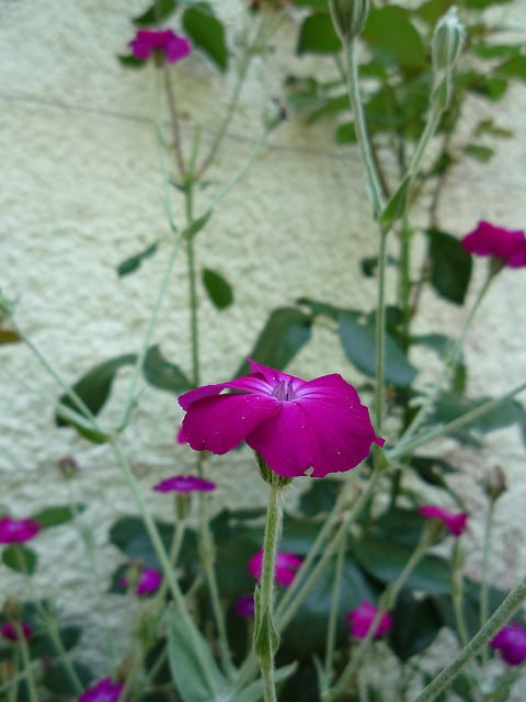 Coquelourde des jardins