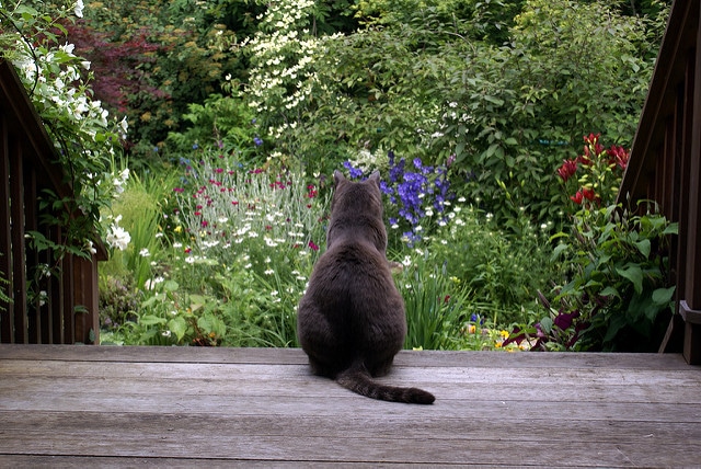 Coquelourde des jardins