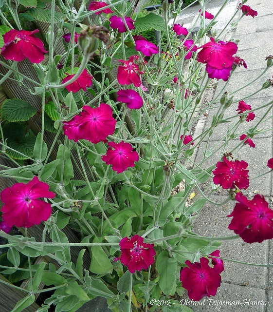 Coquelourde des jardins