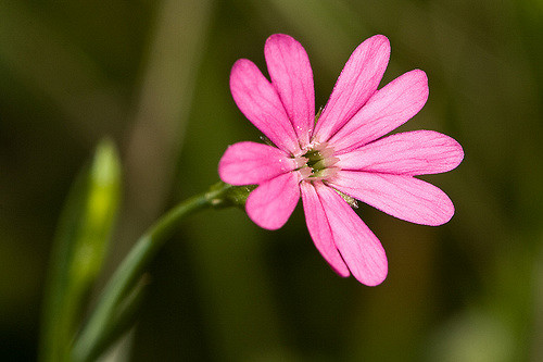 Silène de crète (Silene cretica)