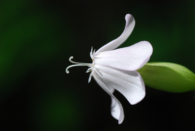 Silène bifurqué (Silene dichotoma)