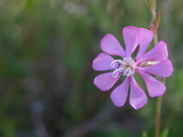 Compagnon rouge (Silene dioica)
