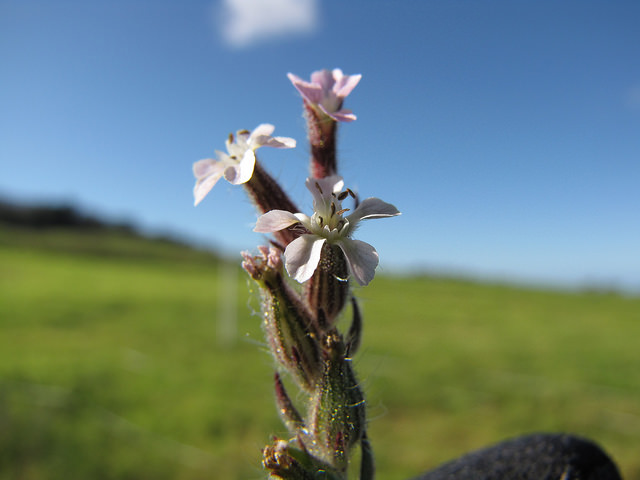 Silene gallica