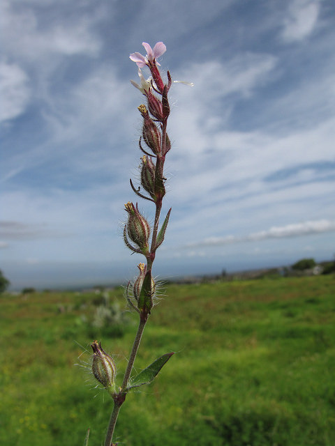 Silene gallica