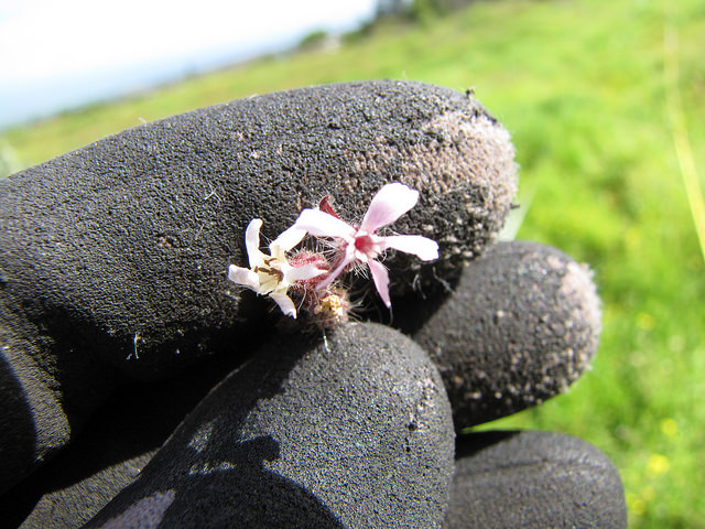 Silene gallica