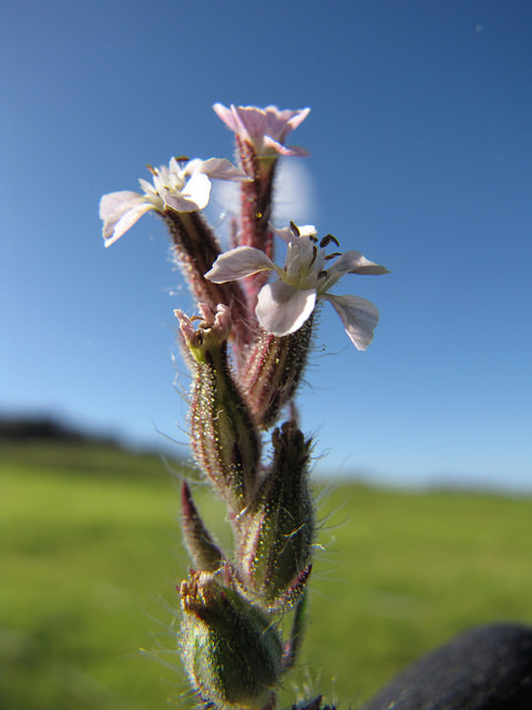 Silene gallica