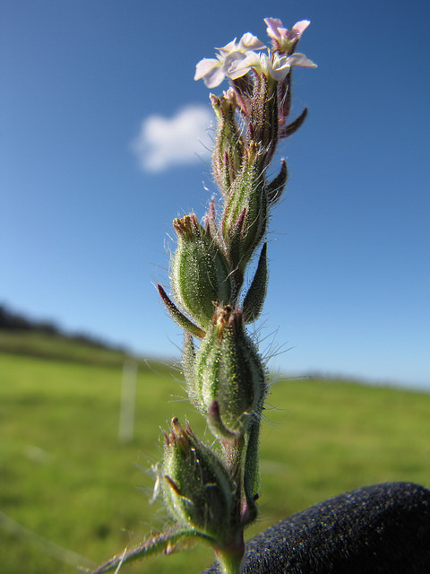 Silene gallica