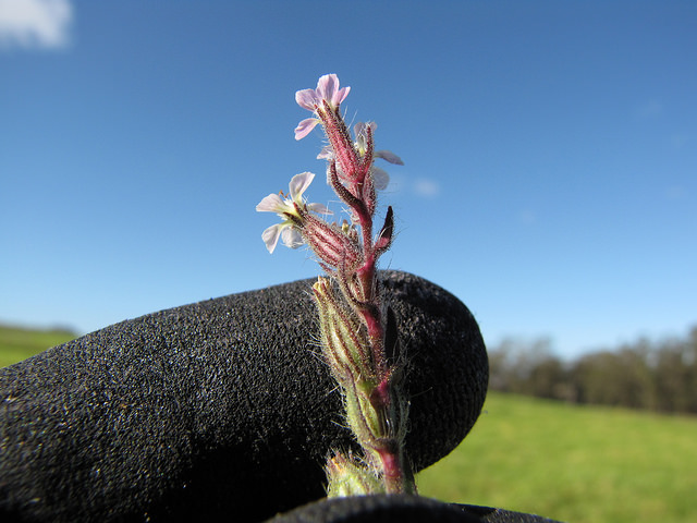 Silene gallica
