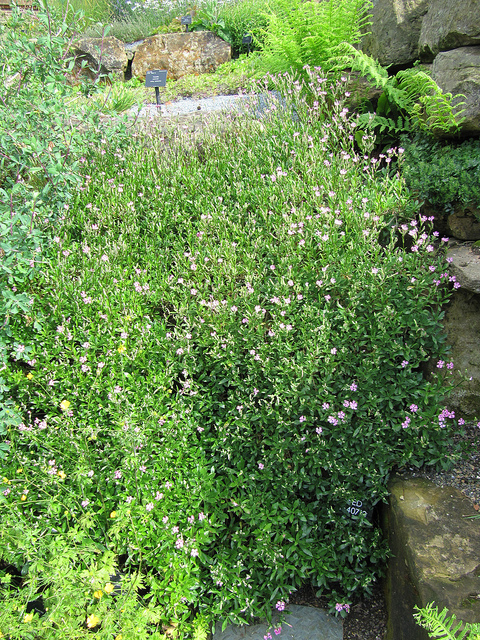Silene italica (Silene italica)