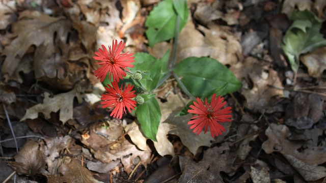 Silene laciniata