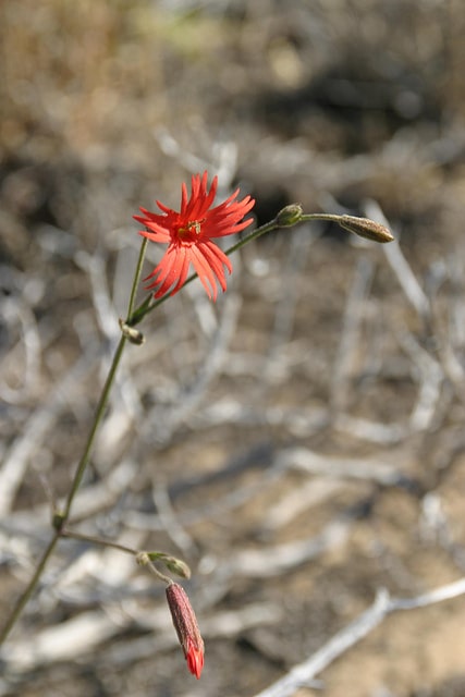 Silene laciniata