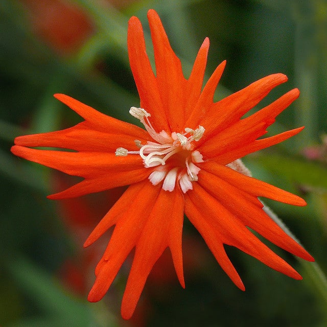 Silene laciniata