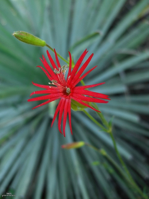 Silene laciniata
