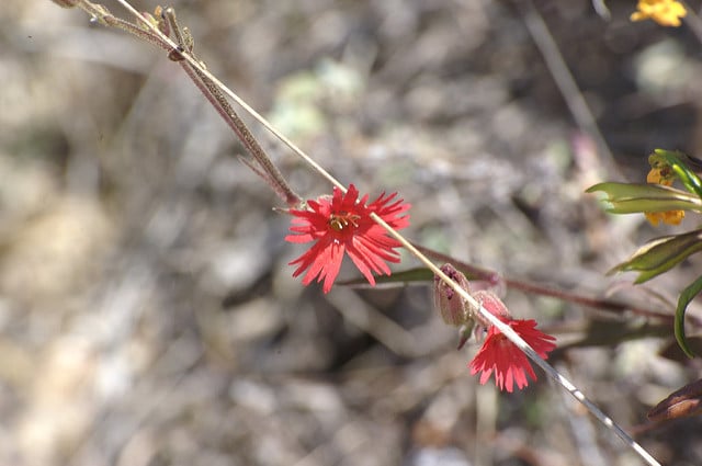 Silene laciniata (Silene laciniata)
