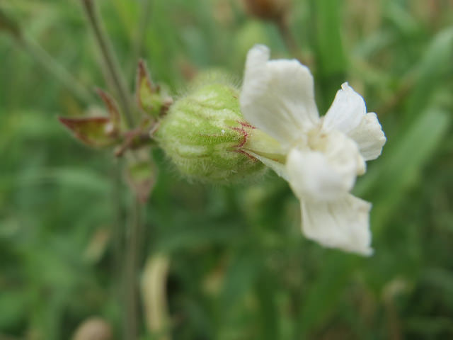 Lychnis à grosses graines