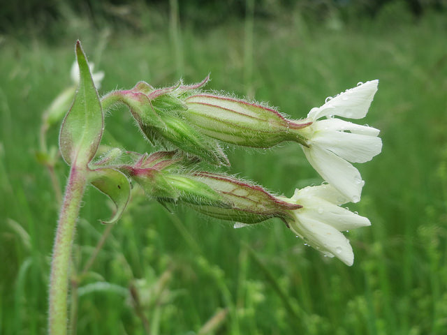 Lychnis à grosses graines