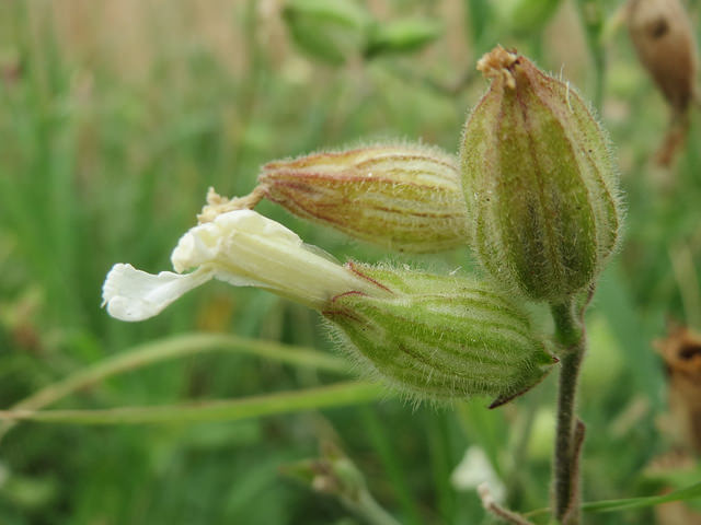 Lychnis à grosses graines
