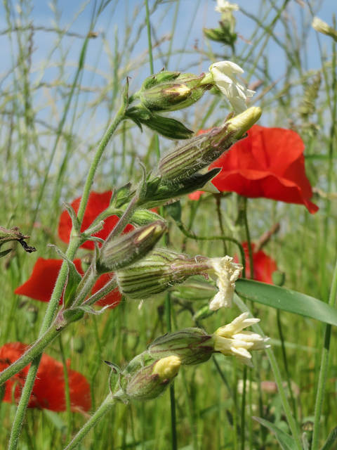 Lychnis à grosses graines